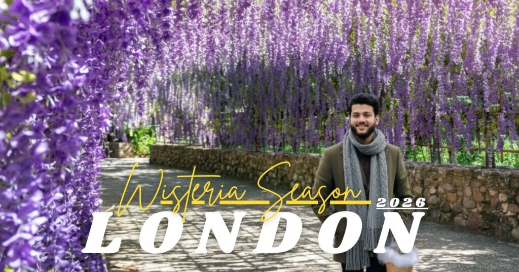 London Wisteria Season 2026 guide