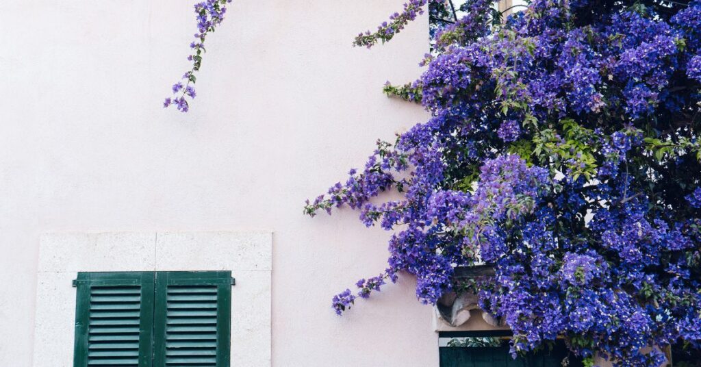London Wisteria Season 2026 guide: